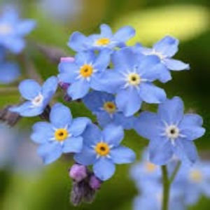 Meet your Posher, Joselyn